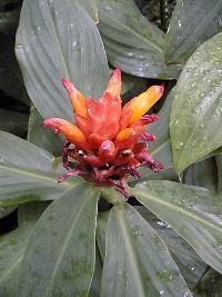 Spiral ginger(Costus productus)