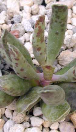 Plover eggs, Knuppelplakkie(Adromischus cooperi)