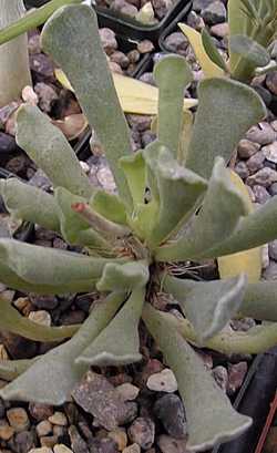 Crinkle Leaf Plant(Adromischus cristatus)