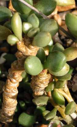 (Adromischus hemisphaericus)