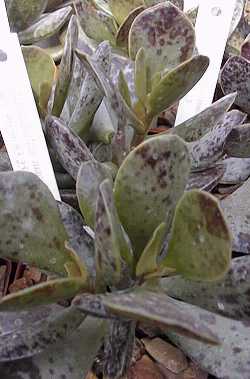 (Adromischus maculatus)