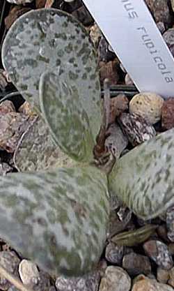 Calico Hearts(Adromischus trigynus)