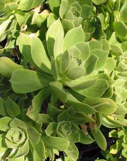 (Aeonium balsamiferum)