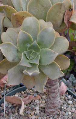 (Aeonium davidbramwellii)