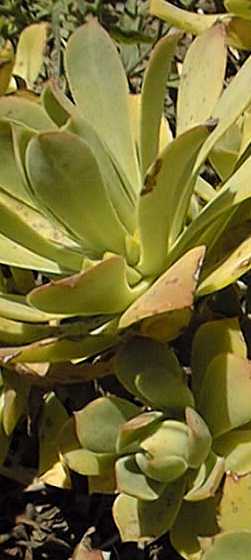 (Aeonium leucoblepharum)