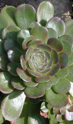 (Aeonium leucoblepharum)