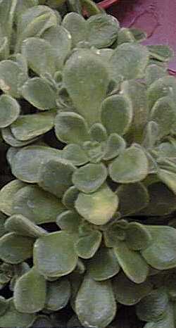 (Aeonium lindleyi)