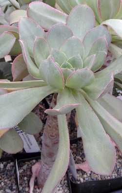 (Aeonium pseudourbicum)