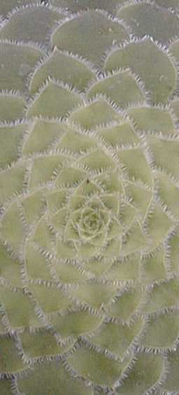 (Aeonium tabuliforme)