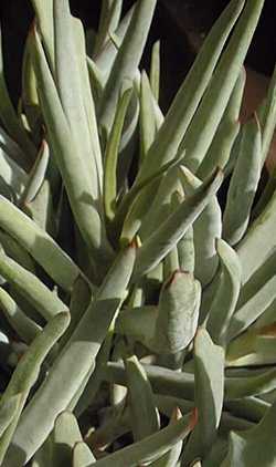 Finger Aloe, Cotyledon 'Mr. Butterfield'(Cotyledon 'Mr. Butterfield')