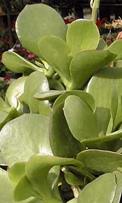 Pig's Ear, Round-Leafed Navel-Wort(Cotyledon orbiculata)