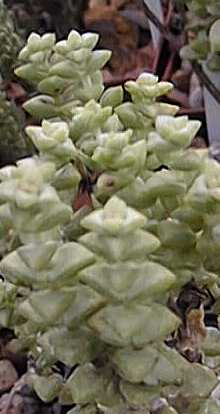 (Crassula bakeri)