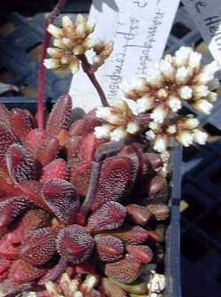 (Crassula clavata)