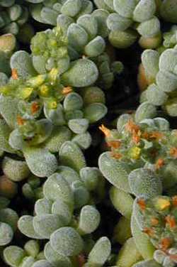 (Crassula namaquensis ssp. comptonii )