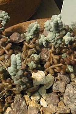 (Crassula corallina)