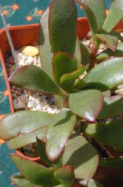 Plakkiebos(Crassula cultrata)