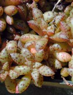 (Crassula exilis var. cooperi )