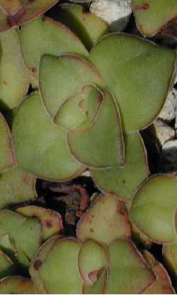 (Crassula gillii)