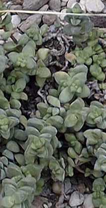 (Crassula herrei)