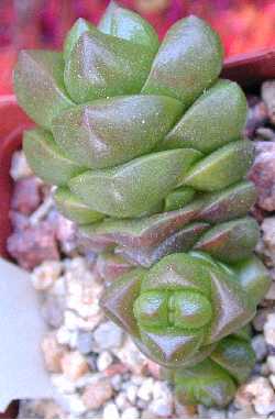 (Crassula Χ marchandii)