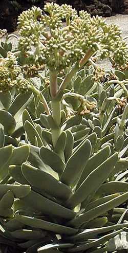 (Crassula perfoliata)