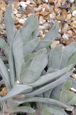 (Crassula punctata)