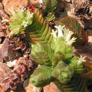 (Crassula pyramidalis)