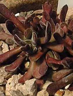 (Crassula pubescens ssp. rattrayi )