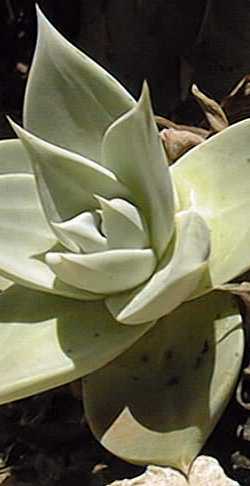 (Dudleya brittonii)