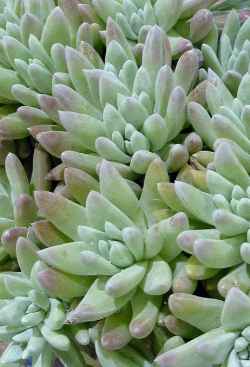 Dudleya 'White Sprite'(Dudleya gnoma)