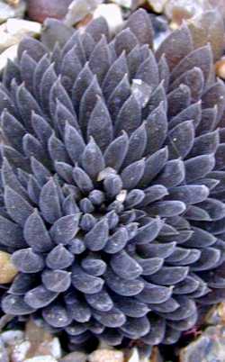 (Echeveria 'Black Prince')