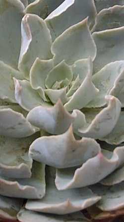 (Echeveria 'Blue Heron')