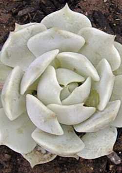 (Echeveria 'Lola')