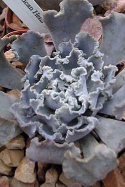 Mexican Hens(Echeveria shaviana)