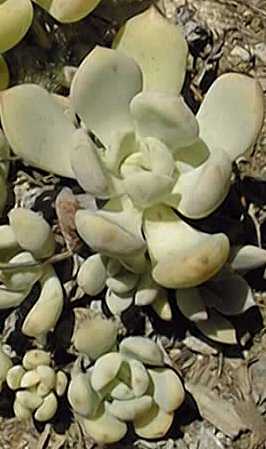 (Echeveria Χ kirchneriana)