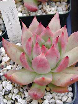 (Echeveria agavoides x colorata)