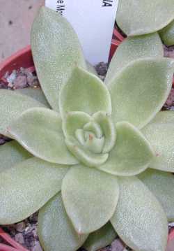 Molded Wax Agave(Echeveria agavoides)