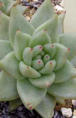 Molded Wax Agave(Echeveria agavoides)