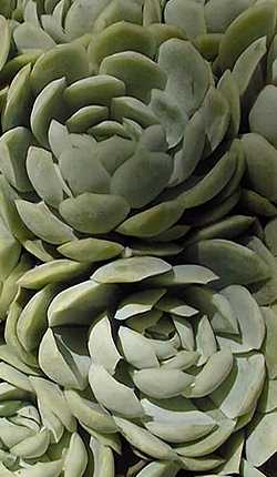 Hen and Chicks(Echeveria elegans)