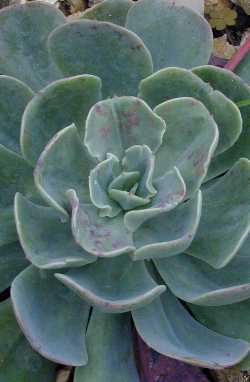 (Echeveria 'hoveyi')