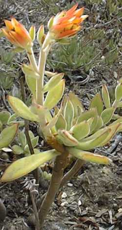 (Echeveria pulvinata)