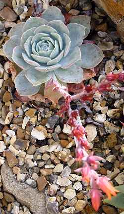 (Echeveria runyonii)