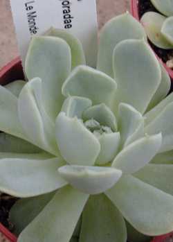 (Echeveria sanchez-mejoradae)