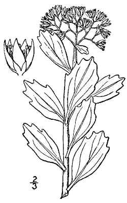 Allegheny Stonecrop(Hylotelephium telephioides)