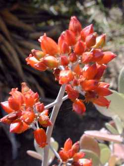 (Kalanchoe bracteata)