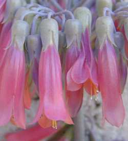 Mother of Thousands(Bryophyllum daigremontianum)