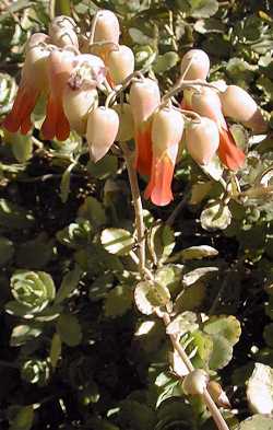 Kalanchoe Stonecrop, Lavender-Scallops(Bryophyllum fedtschenkoi)