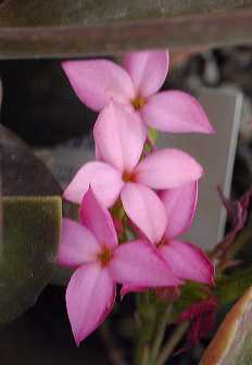 (Kalanchoe flammea)