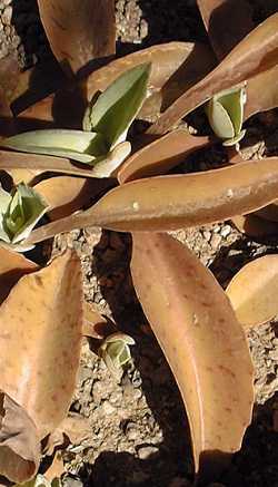 Donkey Ears, Life Plant(Kalanchoe gastonis-bonnieri)