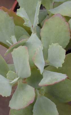 (Kalanchoe longiflora)